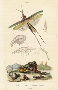 Saltamontes africanos y caparazón de turbante. de Unbekannter Künstler