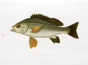 Gruñón rayado africano, Argelia de Unbekannter Künstler