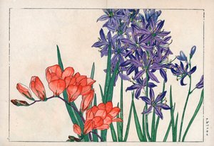 Agapanto o lirio del Nilo (azul) y fresia. Lirio africano, Agapanthus africanus, y fresia, Freesia refracta. Grabado en madera coloreado a mano de la obra de Konan Tanigami "Seiyou Sokazufu" (Álbum pictórico de plantas y flores occidentales: primavera), Un de Unbekannter Künstler