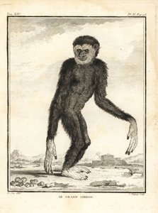 Gibón ágil, Hylobates agilis. Engendrado. El gran gibón. Grabado al cobre de C. Baquoy, según una ilustración de Jacques de Seve de la Histoire Naturelle de Georges-Louis Leclerc, Comte de Buffon, Imprimerie Royale, París.