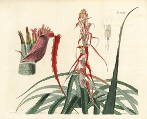 Aguava, Bromelia alsodes (Piña de hoja estrecha, Bromelia sylvestris). Grabado en cobre coloreado a mano por Weddell a partir de una ilustración botánica de John Curtis de William Curtis