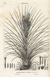 Planta de aire, Tillandsia juncea (Bonapartea juncea). Litografía coloreada a mano de la obra de Louis van Houtte y Charles Lemaire Flores de los jardines e invernaderos de Europa, Flore des Serres et des Jardins de l