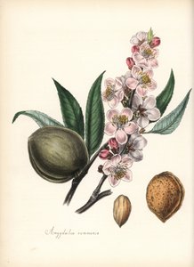 Almendro - Almendra común, Prunus amygdalus (Amygdala communis), con flor, hoja, fruto y semilla (nuez). Zincografía coloreada a mano de Chabots dibujada por Miss M. A. Burnett de su "Plantae Utiliores: or Illustrations of Useful Plants", Whittaker, Londre de Unbekannter Künstler
