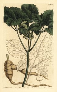 Ginseng americano, Panax quinquefolius de Unbekannt