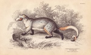 Paradoxide americano, Paradoxurus dubius. De un espécimen del Museo de Filadelfia. Grabado en acero coloreado a mano por Lizars a partir de una ilustración de Charles Hamilton Smith de la Biblioteca del Naturalista de William Jardine, Edimburgo.