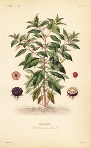 Hierba carmín americana, Phytolacca americana de Unbekannt