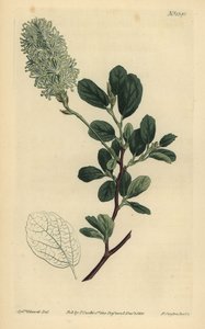 Hamamelis americana, Fothergilla gardenii de Unbekannt