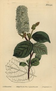 Hamamelis americano, Fothergilla gardenii de Unbekannt