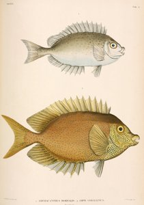 Amphacanthus dorsalis, Amphacanthus corallinus, Indonesia de Unbekannter Künstler