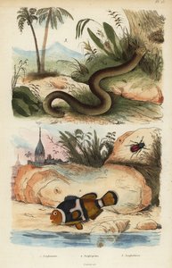 Amphicoma scullelata 1, pez payaso de silla de montar, Amphiprion polymnus 2 y lagarto gusano blanco, Amphisbaena alba 3. Amphiprion laticlavius Amphicoma, Amphiprion, Amphisbaena de Unbekannt