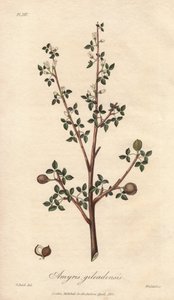 Amyris elemifera o Árbol Elemi (Commiphora gileadensis) Agua fuerte de William Clarke para ilustrar "Botánica Médica, Descripción de las Plantas Medicinales de Londres, Edimburgo y Dublín" de John Stephenson y James Morss Churchill, publicado en Londo de Unbekannter Künstler