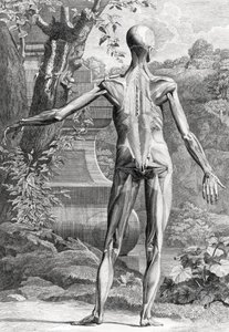 Ilustración anatómica