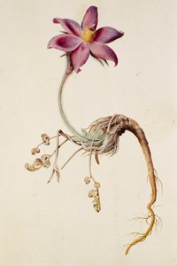 Anemone pulsatilla/Anenome pulstaille de Unbekannt