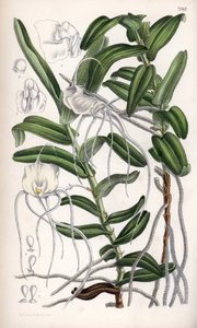 Angraecum germinyanum, orquídea blanca de Madagasvar. Lleva el nombre del conde Adrien de Germiny, Francia. Dibujo de Matilda Smith (1854-1926), litografía de J.N. Fitch en Curtis Botanical Magazine, de Joseph Dalton Hooker, publicado en Londres, Inglaterr de Unbekannter Künstler
