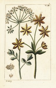 Anís o anís, Pimpinella anisum. de Unbekannter Künstler