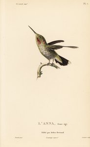 Colibrí de Anna, Calypte anna (Ornismya anna), juvenil. Grabado en acero coloreado a mano por Coutant a partir de una ilustración de Jean-Gabriel Pretre de la obra de René Primevere Lesson Natural History of the Colibri Genus of Hummingbirds. de Unbekannter Künstler