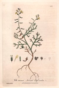 Vella annua (Vella annua) - Lámina botánica de Isaac Russell, grabada por Charles Matthews, de "English Botanical Phenomenes" de William Baxter (1788-1871) de Unbekannter Künstler