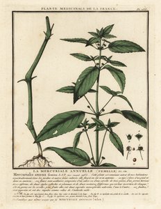 Mercurio anual, Mercurialis annua. de Unbekannter Künstler