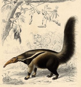 Hormiga Tamanor (Myrmecophaga jubata)