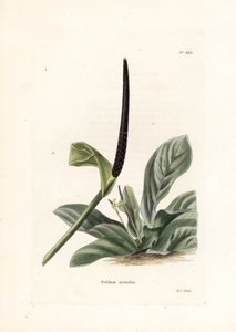 Anturio nido de pájaro o anturio col (Pothos acaulis) - Litografía de George Cooke, para la revista británica Conrad Loddiges Botanical Cabinet (1738-1826) de Unbekannter Künstler