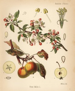 Manzano, Malus domestica (Pyrus malus). Cromolitografía según una ilustración botánica de Walther Muller de Hermann Adolph Koehler