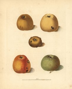 Variedades de manzana, Malus domestica: Franklin