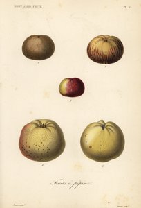 Variedades de manzana, Malus pumila de Unbekannt