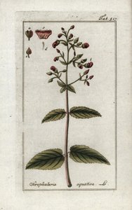 Escrofular acuática (Scrophularia aquatica). Litografía de "Afbeelding der Artseny-Gewassen" de Johannes Zorn (1739-1799), Países Bajos. de Unbekannter Künstler