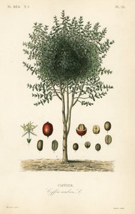 Cafeto árabe, Coffea arabica, Cafeyer de Unbekannter Künstler