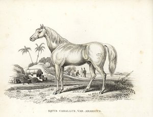 Caballo árabe o árabe, Equus caballus var. arabicus. Con la marca de Napoleón en el flanco y soldados y cañones franceses en un campo de batalla del norte de África. Litografía coloreada a mano de la Galería de Historia Natural de Georg Friedrich Treitschk de Unbekannter Künstler
