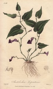 Aristoloche (Aristolochia serpentaria) - Agua fuerte de William Clarke para ilustrar "Medical Botanical, Description of the Medicinal Plants of London, Edinburgh and Dublin" de John Stephenson y James Morss Churchill, publicado en Londres por John Churc de Unbekannter Künstler