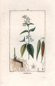 Asclepiade ou herbe à la wadding ou herbe aux parruches - Grabado de Lambert fils, a partir de un dibujo de Pierre Jean Francois Turpin (1775-1840), extraído de La flore medicale, de Chaumeton, Poiret et Chamberet, París 1830 - Hierba golondrina, Vincetoxi de Unbekannter Künstler