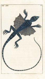 Lagarto volador asiático - Forte Water de Gottlieb Tobias Wilhelm (1758-1811), de la Encyclopedie of Natural History: Anfibios de Unbekannter Künstler
