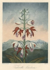 Variedad de orquídea asiática Eau forte, extraída de The Temple of Flora, del Dr. Robert Thornton (1768-1837) de Unbekannter Künstler