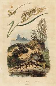 Arroz asiático, Venus comb murex y Hexaplex angularis de Unbekannter Künstler