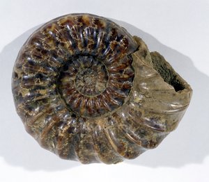 Asteroceras obtusum (amonite) encontrado en Lyme Regis, Dorset, Período Jurásico Inferior de Unbekannt