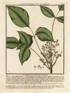 Roble venenoso del Atlántico, Toxicodendron pubescens. de Unbekannter Künstler