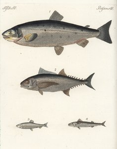 Salmón atlántico, Salmo salar 1, atún, Thunnus species 2, arenque atlántico, Clupea harengus 3, y caballa (verdel) atlántica, Scomber scombrus 4. Grabado en cobre coloreado a mano del Bilderbuch fur Kinder (Libro de ilustraciones para niños) de Friedrich J de Unbekannter Künstler
