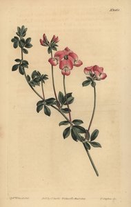 Trébol austral o loto de Nueva Holanda, Lotus australis de Unbekannt