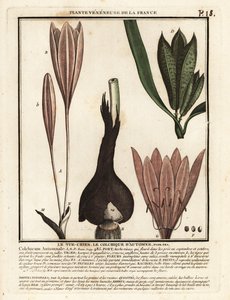 Azafrán de otoño, Colchicum autumnale. de Unbekannter Künstler