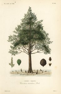 Ciprés calvo o ciprés de pantano, Taxodium distichum de Unbekannt