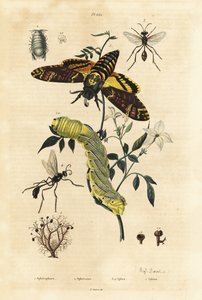 Liquen de bola, Sphaerophorus globulus 1, crustáceo Dynamene 2, avispas excavadoras, especies Sphex 3,4, y polilla de la cabeza de la muerte africana, Acherontia atropos, y oruga 5 de Unbekannt