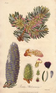 Abeto balsámico (Abies balsamea) - Agua fuerte de William Clarke para ilustrar "Medical Botanical, Description of the Medicinal Plants of London, Edinburgh and Dublin" de John Stephenson y James Morss Churchill, publicado en Londres por John Churchill en 1