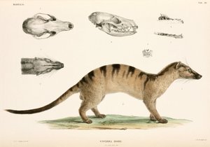 Civeta de palma anillada, Indonesia de Unbekannter Künstler