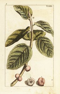 Rama de higuera con fruto, Ficus benghalensis. de Unbekannter Künstler