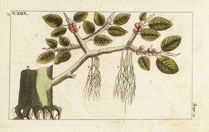 Higuera con raíces aéreas, Ficus benghalensis.
