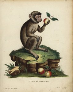 Macaco de Berbería, Macaca sylvanus. En peligro de extinción. Simia silvanus Linn. Grabado en cobre coloreado a mano por C.D. Henning a partir de una ilustración tomada del natural por C. J. G. Reuss de la obra de Johann Christian Daniel Schreber Animal Il de Unbekannter Künstler