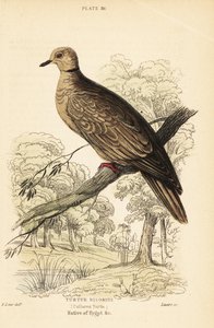 Paloma de Berbería, Streptopelia risoria. 1889 (grabado) de Unbekannter Künstler