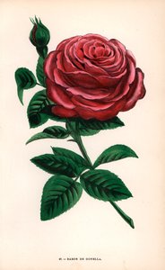 Rosa Baron de Gonella, variedad de la rosa Ile-Bourbon, criada por Monsieur Guillot padre en Lyon en 1859. Cromolitografía dibujada y litografiada al natural por F. Grobon a partir de "Les Roses" de Hippolyte Jamain y Eugene Forney, París, J. Rothschild. de Unbekannter Künstler