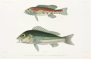 Lubina serrana barrada y pargo azul y dorado de Unbekannter Künstler
